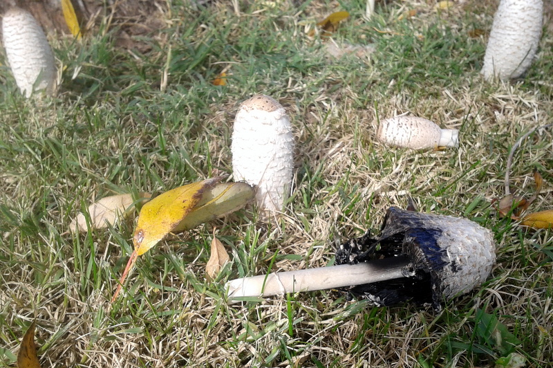 Imagen de setas en el campo